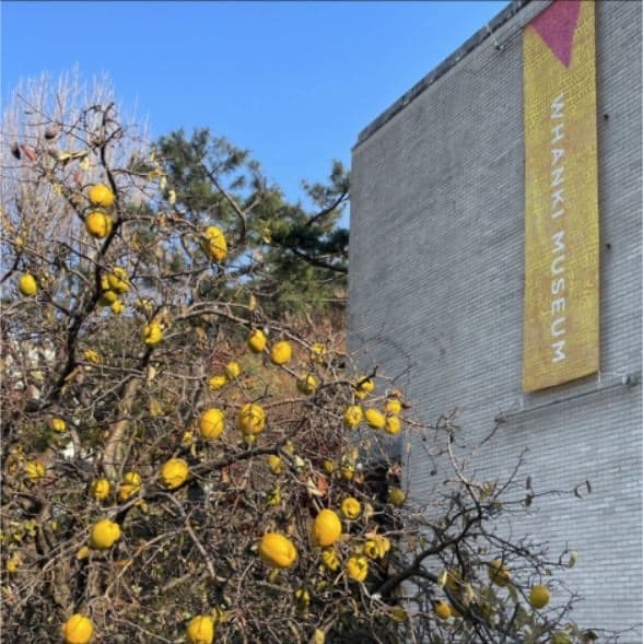 A yellow WHANKI MUSEUM banner on a gray brick wall beside a tree of golden quince fruit