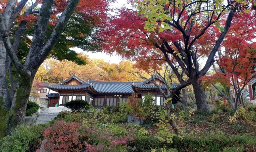 Gilsangsa temple hall on a hillside surrounded by brilliant red and yellow autumn maple foliage